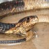 That'sss All Folksss: Bronx Zoo Cobra Officially Named "Mia"
